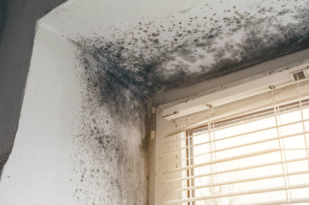 Affordable Mold Removal solutions in Voorhees, NJ